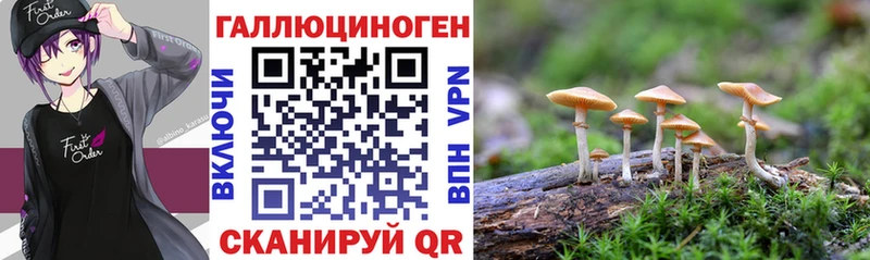 где купить Пенза Галлюциногенные грибы Psilocybe